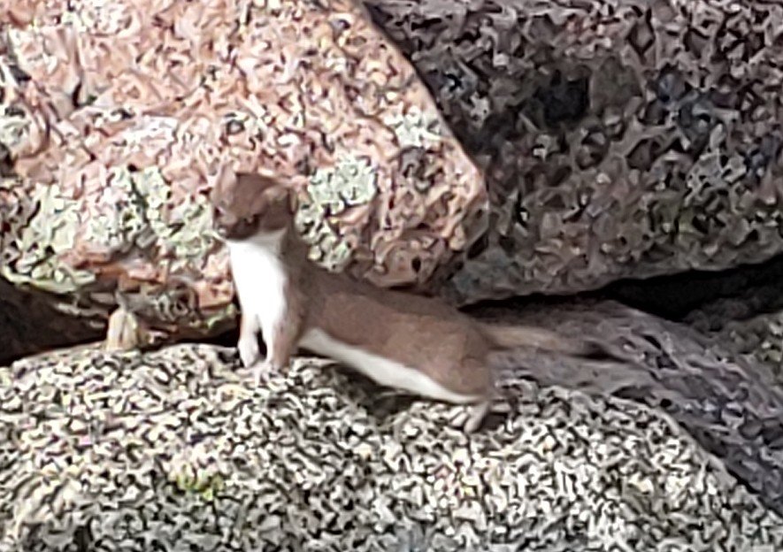 Stoat?