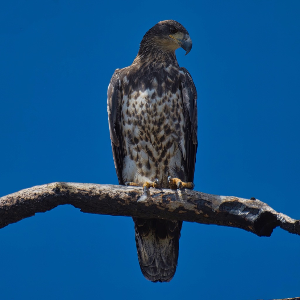 Young Bald Eagle.jpeg