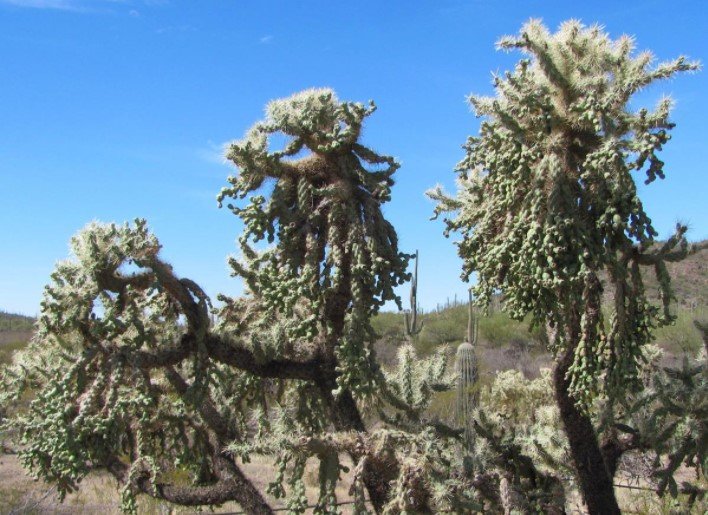 Beware the Jumping Cholla!