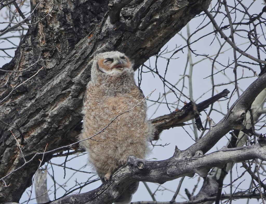 Baby Owl Yawn Good small.jpeg