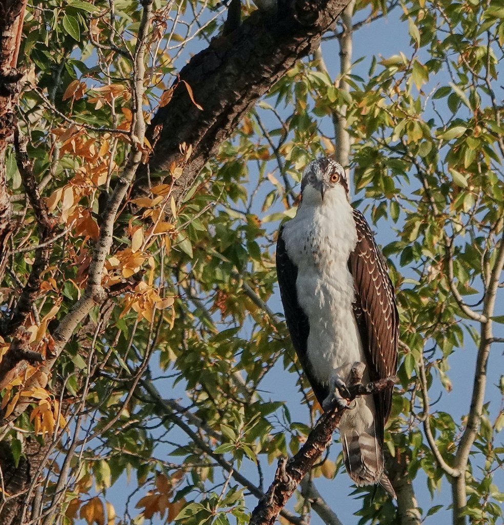 Osprey 3 small.JPG