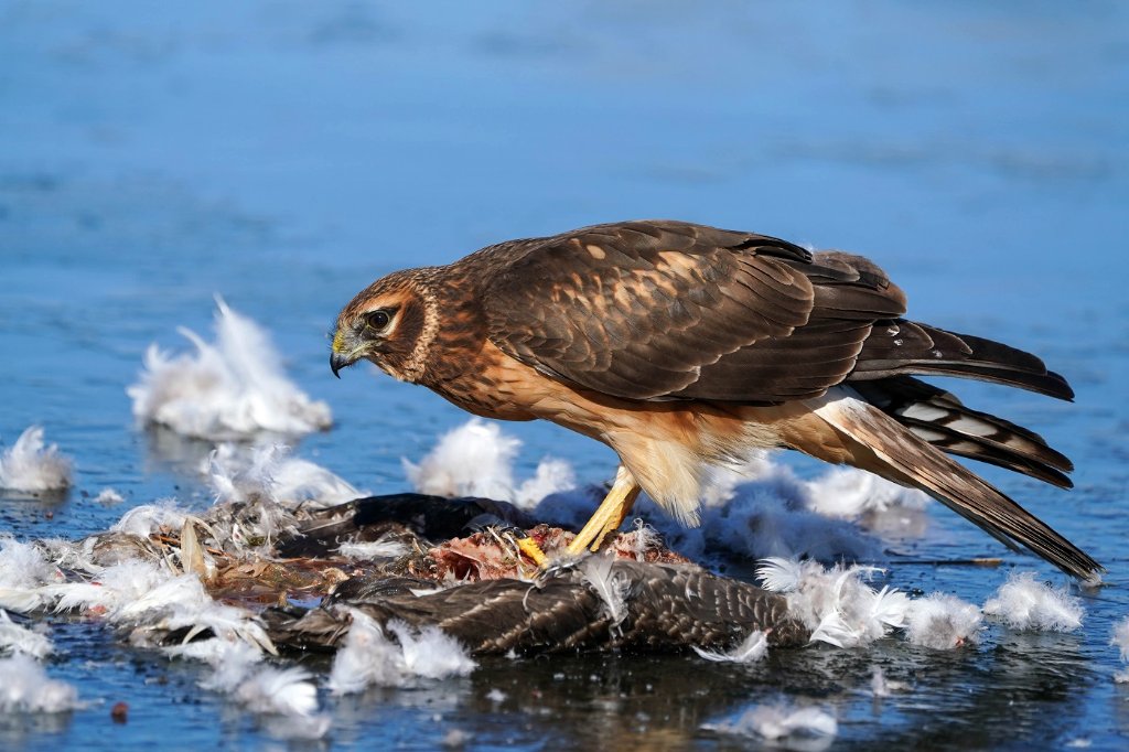 Female Northern Harrier - BD.jpg