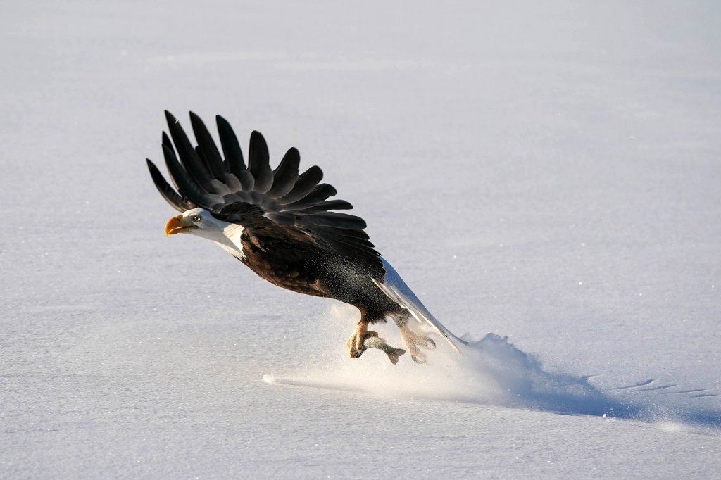 American Bald Eagle - Snow - BD.jpg