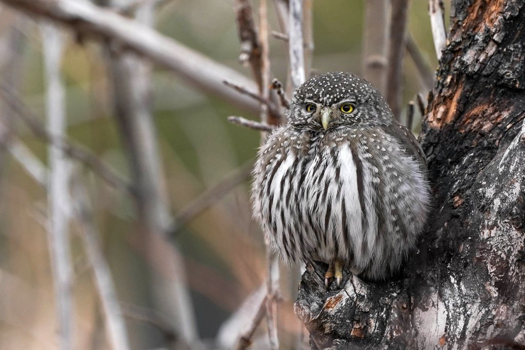 Northern Pygmy Owl - BD.jpg