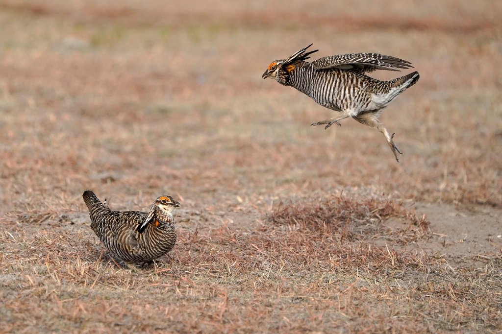 Greater Prairie Chicken Roosters - Fight - BD.jpg