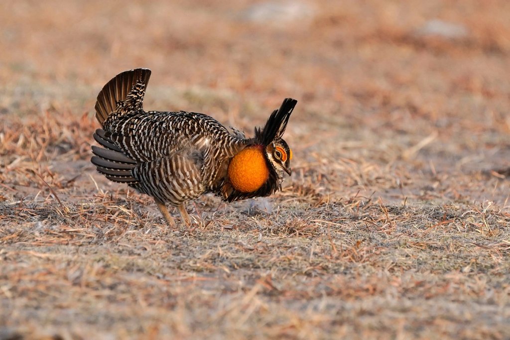 Greater Prairie Chicken -BD.jpg