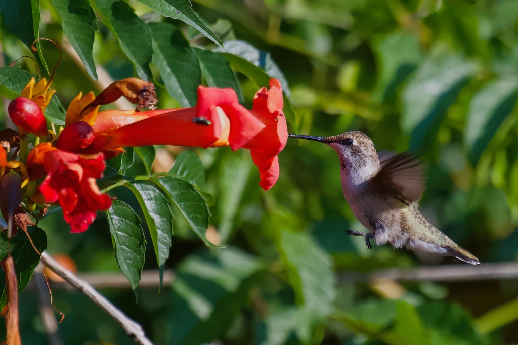 Hummingbird.jpeg