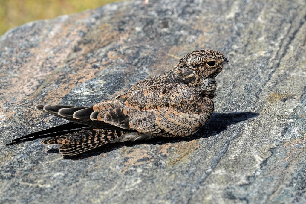 Common Nighthawk BD.jpg