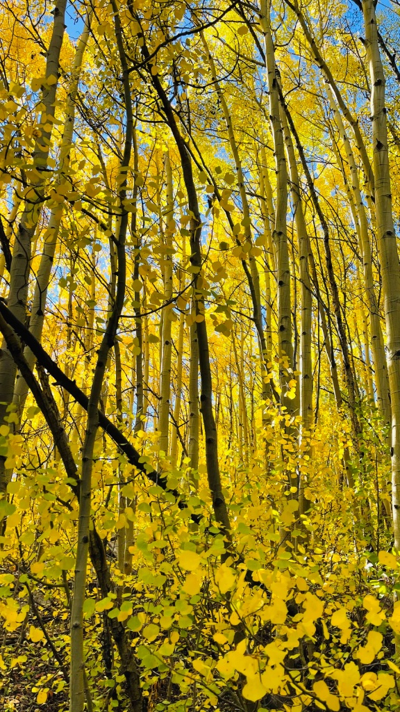 Aspen leaves along Mt. Yale trail