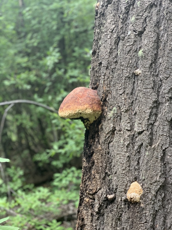 Photo #50 20371_52